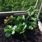 Romaine Lettuce, Bib Lettuce, Cucumber Vines