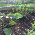 Eggplant, Green Pepper & Red Pepper plants