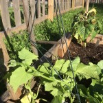 MORE Cucumber vines! Look at them go!