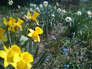 IMG_20150419_130805