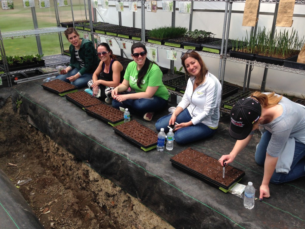 Mangos sorting seeds in MUFI's hoop house