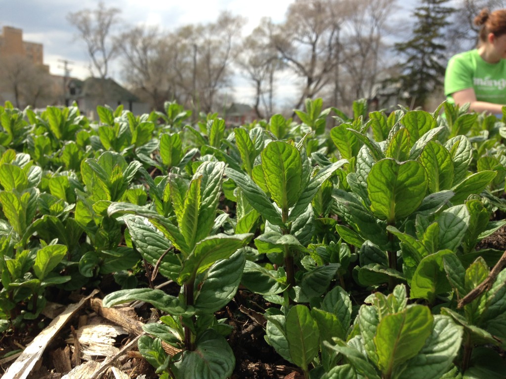 Beautiful mint growing at MUFI