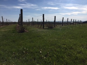 Grapes Growing at Chateau Grand Traverse Winery!
