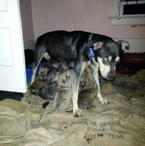 Lady was a trooper, she provided as much as she was able but still needed assistance in feeding