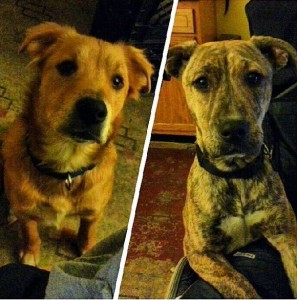 Sandy (left) and Zeta (right) - yes, they're sisters