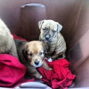 Transporting the puppies was difficult, but filled with cuteness