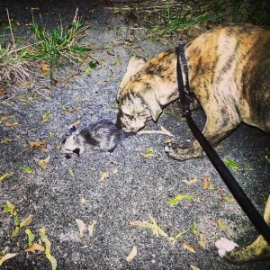 Exploring Detroit wildlife with Zeta