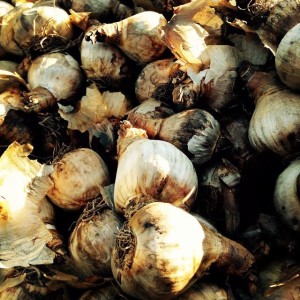 Bulbs! Photo cred: Ann Philips