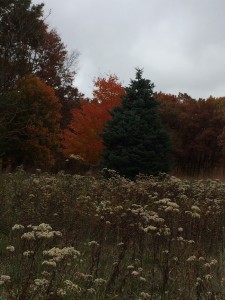 Fall 2