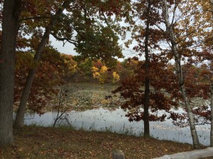Fall