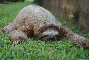 Post-Work Sloth Mode