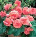 begonias