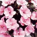 impatiens
