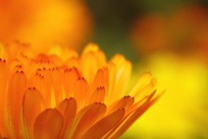 Marigolds
