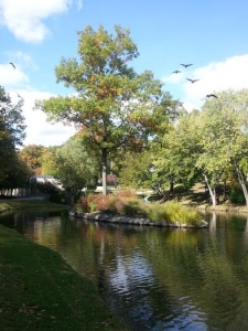 elmwood 2