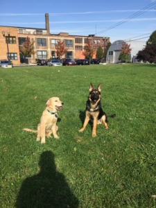 My pup hanging out with a friend in front of the Warehouse